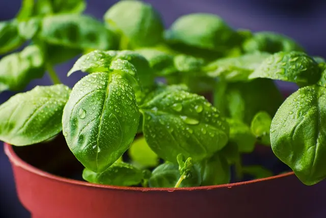 Les meilleures plantes pour booster votre hydratation intense