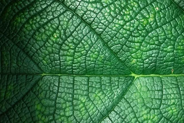 Les plantes à privilégier pour une hydratation intense